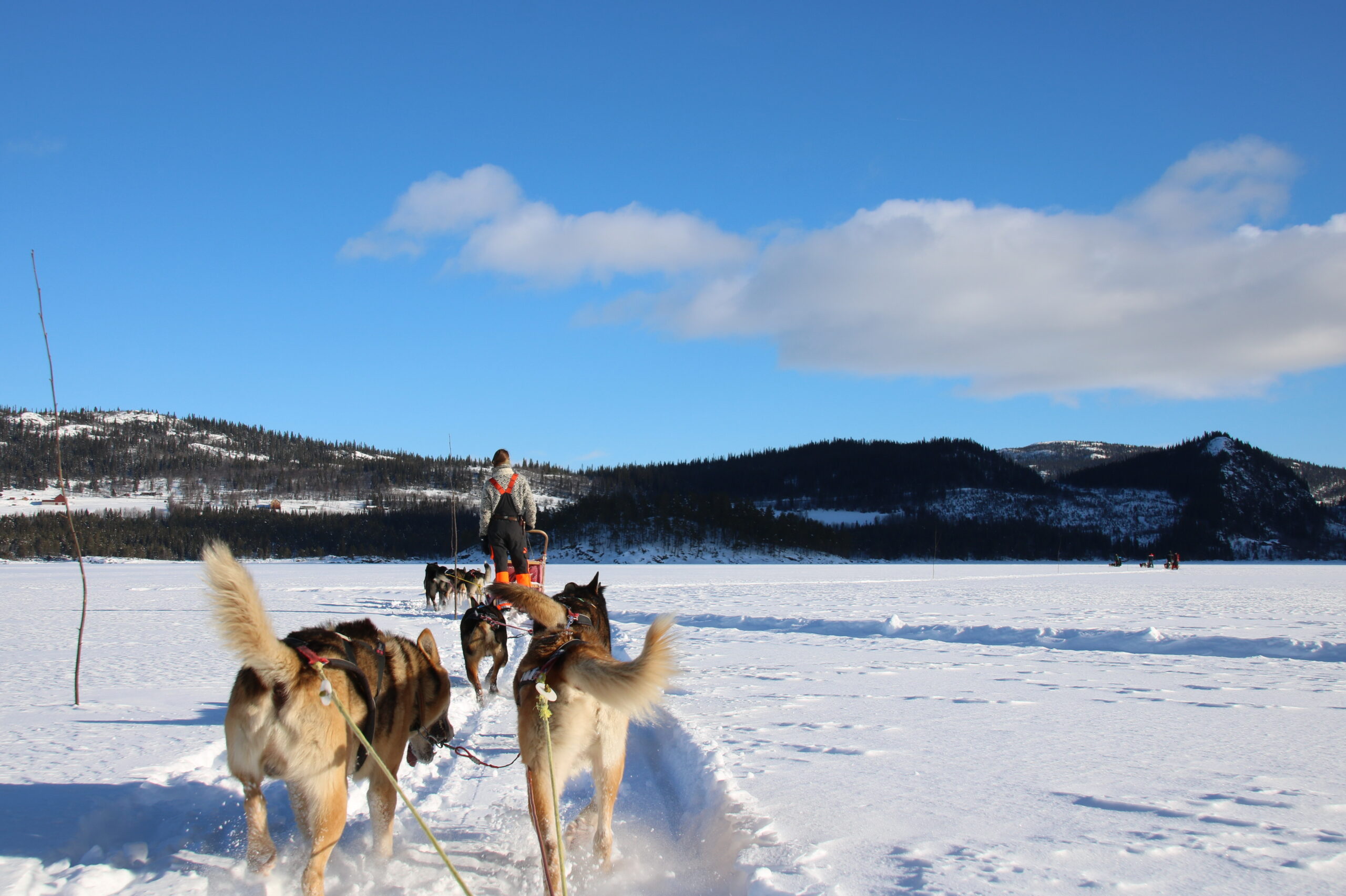 Beitostølen dog-sledding