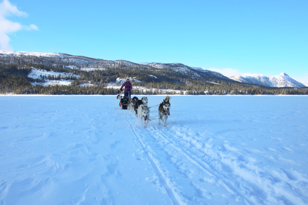 Beitostølen dog-sledding