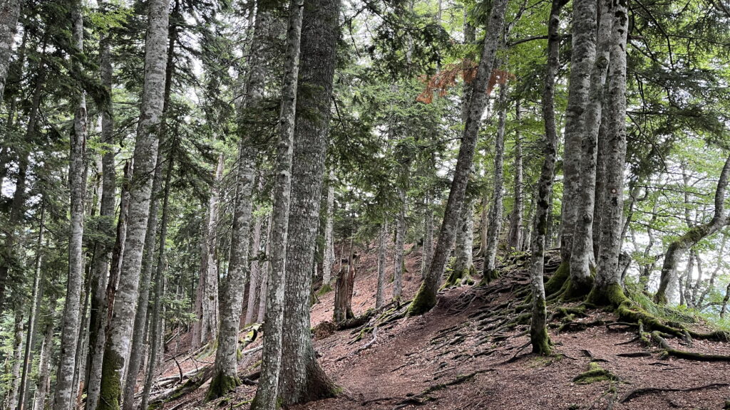 Perućica Primeval Forest