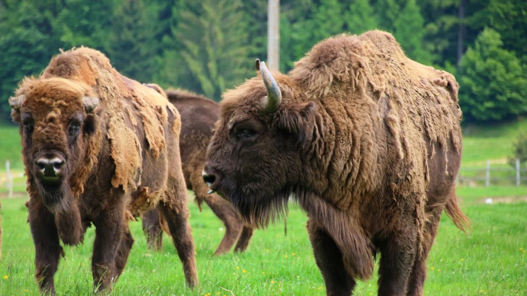 Bison in Valea Zimbrilor