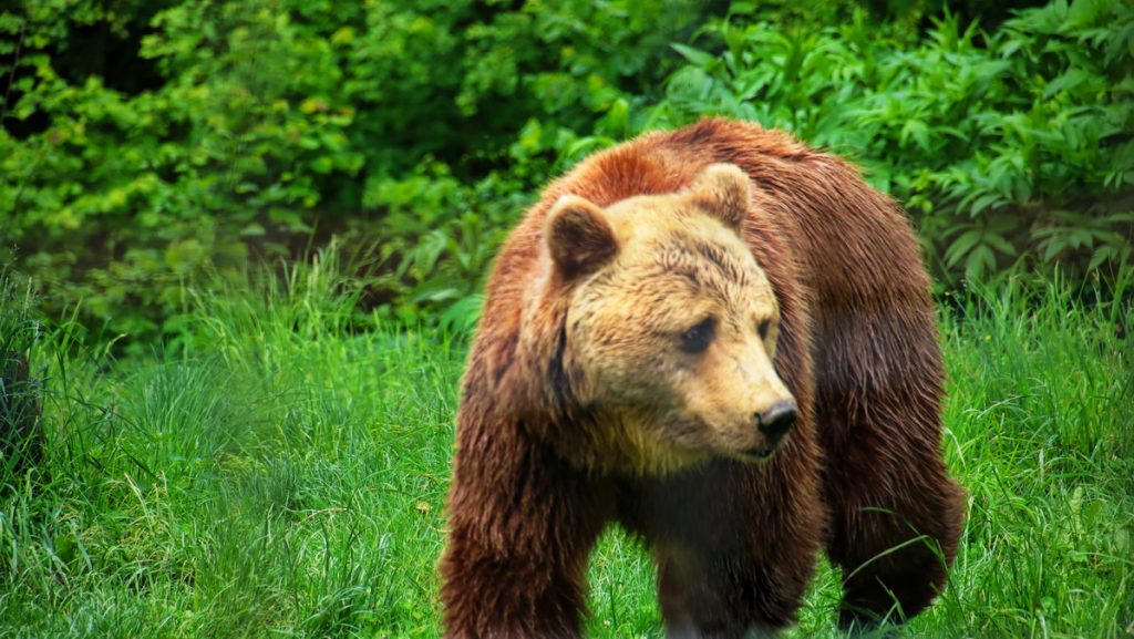 Bear in Libearty bear sanctuary